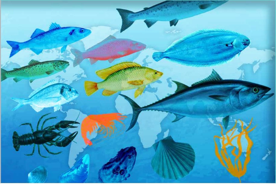 Đa dạng hóa trong nuôi trồng thủy sản.